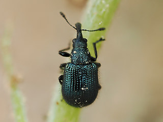 Rhynchites caeruleus