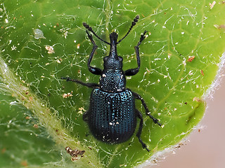 Rhynchites caeruleus