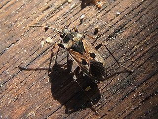 Rhyparochromus vulgaris