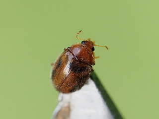 Rhyzobius chrysomeloides