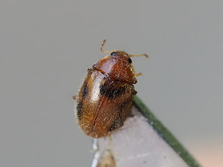 Rhyzobius chrysomeloides