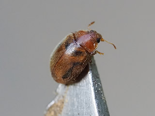 Rhyzobius chrysomeloides