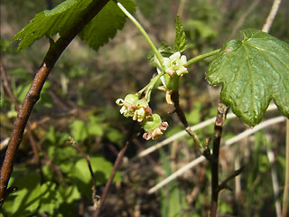 Ribes rubrum