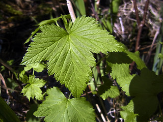 Ribes rubrum