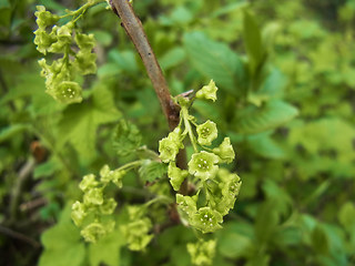 Ribes rubrum