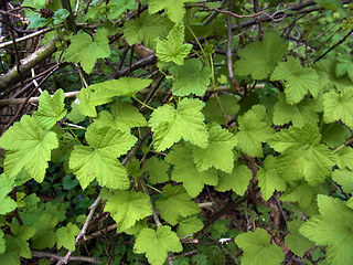 Ribes rubrum