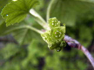 Ribes rubrum