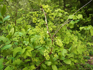 Ribes rubrum