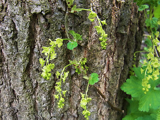 Ribes rubrum