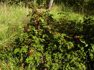 Rubus laciniatus