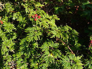 Rubus laciniatus