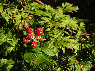 Rubus laciniatus