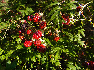 Rubus laciniatus