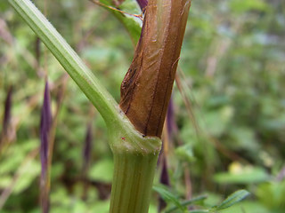 Rumex obtusifolius