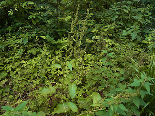 Rumex obtusifolius