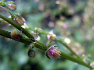 Rumex scutatus