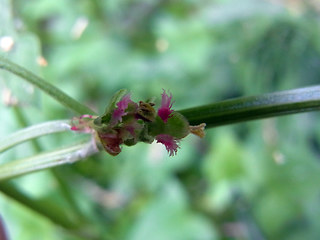 Rumex scutatus