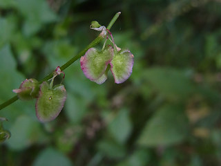 Rumex scutatus