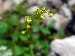 Rumex scutatus