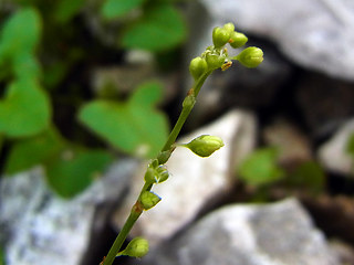 Rumex scutatus