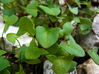 Rumex scutatus