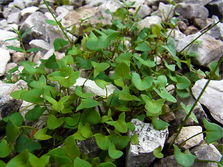 Rumex scutatus