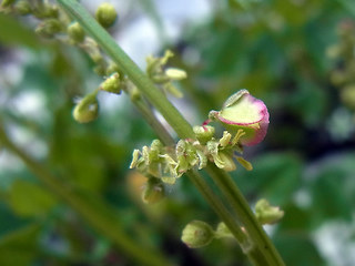 Rumex scutatus