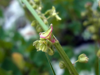 Rumex scutatus