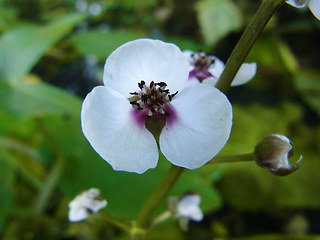 Sagittaria sagittifolia