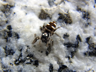 Salticus scenicus