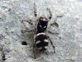 Salticus scenicus