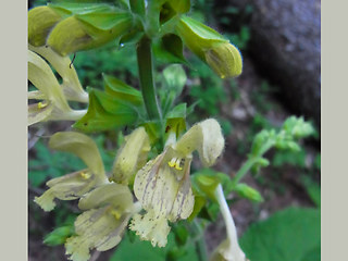 Salvia glutinosa