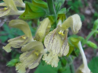 Salvia glutinosa