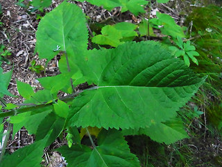 Salvia glutinosa