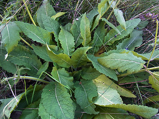 Salvia pratensis