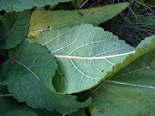 Salvia pratensis