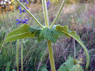 Salvia pratensis