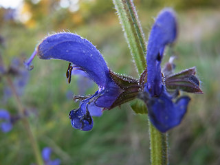 Salvia pratensis