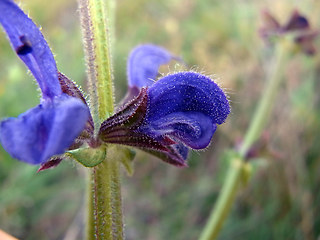 Salvia pratensis