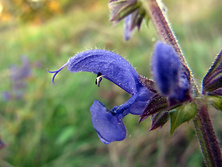 Salvia pratensis