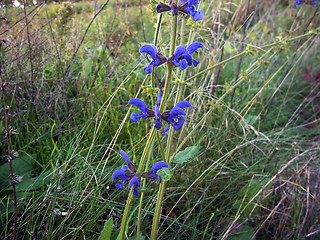 Salvia pratensis