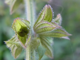 Salvia pratensis