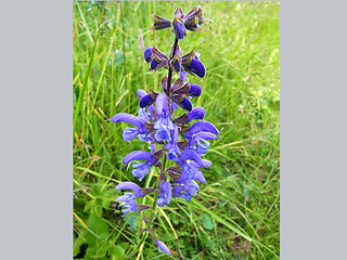 Salvia pratensis