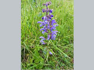 Salvia pratensis