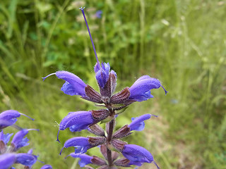 Salvia pratensis