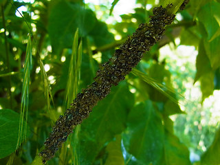 Sambucus nigra