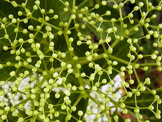 Sambucus nigra