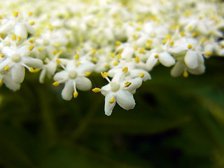 Sambucus nigra