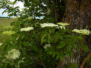 Sambucus nigra