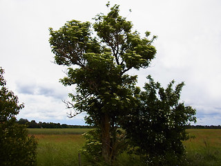 Sambucus nigra